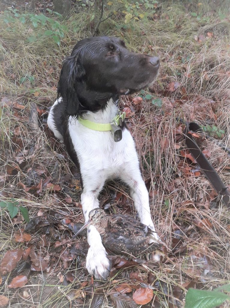 Chasse 